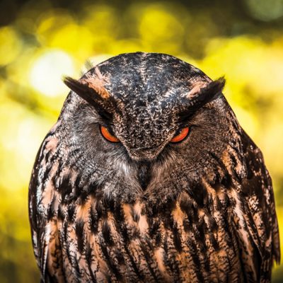 Angry Owl_ 1042404