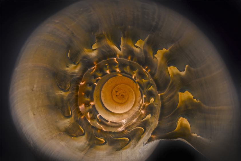 Macro detail of a sea shell_ 1041796